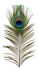 Obraz premium Isolated Peacock Feather with Eye Pattern on Transparent Background