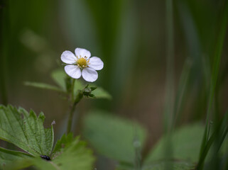 wild strawberry flower in the forest