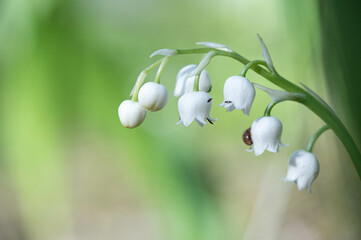 beautiful white lily of the valley flower in the forest