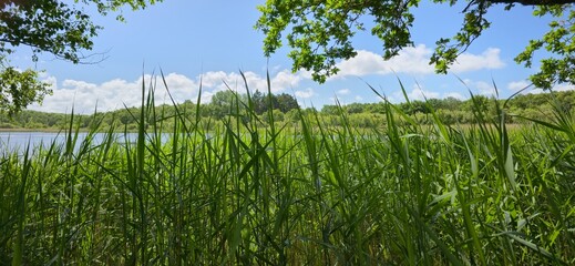 Les marais de Lasné (56450 Le Hezo France)