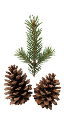 Fototapeta premium Isolated Pinecones and Branch Evergreen Conifer Transparent Background
