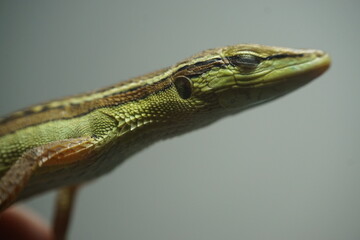 Strikingly striped green grass lizard. A beautiful reptile in nature. Ideal for wildlife and animal...