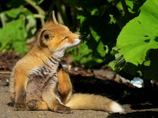 Wild red fox cubs in eastern Hokkaido