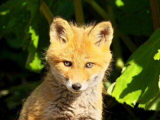 Wild red fox cubs in eastern Hokkaido