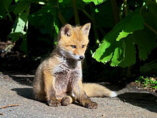 Wild red fox cubs in eastern Hokkaido