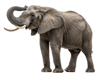 Obraz premium african elephant walking