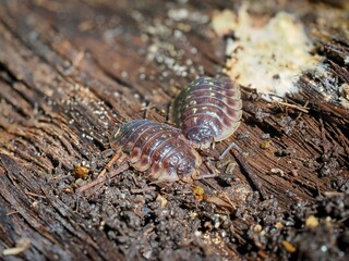 Oniscus asellus, the common woodlouse. Pair of individuals in their natural habitat (rotting wood). Macro.