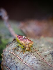 Elasmucha grisea, common name parent bug. Beetle sitting on a dry leaf. Macro.