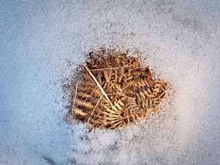 Fototapeta premium Dry ferns under the receding melting snow. Close up.