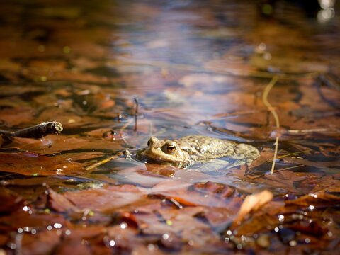  Toad (bufo bufo) in water. Close up.