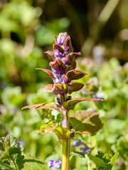 Bugleweed, probably Ajuga reptans, view of a single flowering plant. Close up.