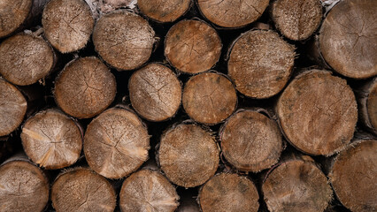 Stack of trees tree wooden stumps in cross section, log texture background banner