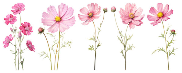 PNG Delicate pink cosmos flowers illustration, element set on transparent background