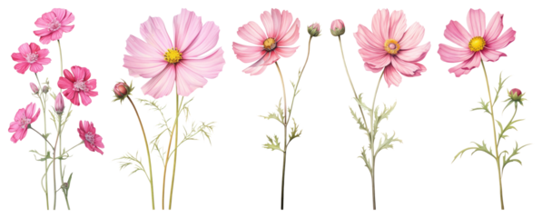 PNG Delicate pink cosmos flowers illustration, element set on transparent background
