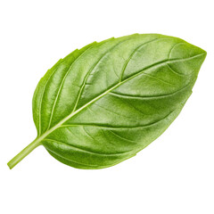 Obraz premium Basil aromatic herb leaves isolated on white background for fresh culinary flavor and herbal appeal 