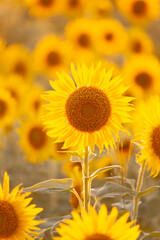 湯日に輝くヒマワリ