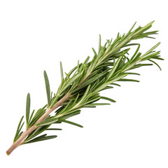 Fototapeta premium Rosemary woody herb isolated fresh and green on a white background highlighting its fragrant needle leaves 