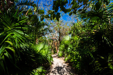 Beautiful Tulum jungle in Mexico