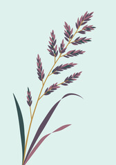  Stylized illustration of a grass stem with purple and green leaves and seed heads on a pale mint background.
