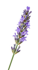 Naklejka premium Isolated Transparent Background of Aromatic Purple Lavender Flower Bloom