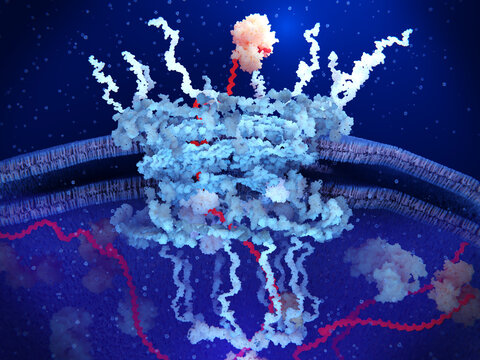 mRNA entering the cytosol through a nuclear pore