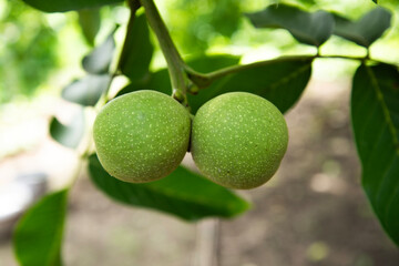 two green walnuts side by side on a walnut tree. two green walnuts on a branch