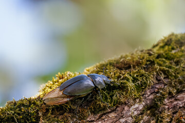 Close-up of a female European stag beetle climbing a mossy tree branch on a sunny spring day.