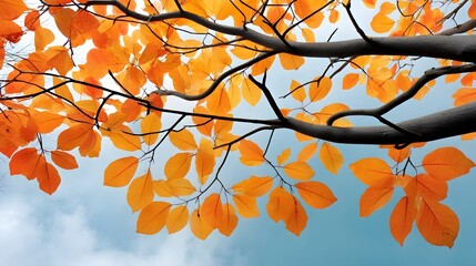 Vibrant autumn leaves transitioning on a tree branch