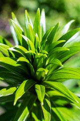 A closeup of a vibrant green plant with sparkling water drops