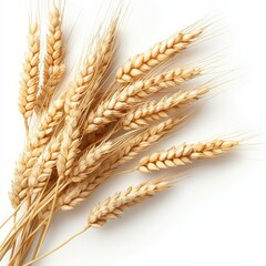 A bundle of golden wheat sheaves against a white background.