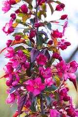 A beautiful tree adorned with vibrant pink flowers and lush green leaves