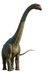 Obraz premium Illustration of Gigantic Brachiosaurus Dinosaur with Long Neck Isolated Png