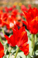 A detailed close up view of a vibrant red tulip located in a sunny field