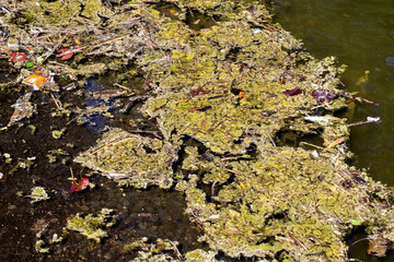 A large swamp area filled with abundant algae and fallen leaves