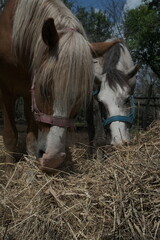 two horses in the farm