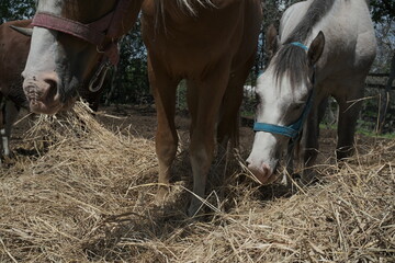 two horses eating hay