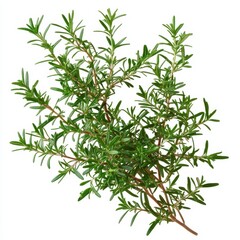 Fototapeta premium Fresh rosemary branch with vibrant green leaves for culinary use.