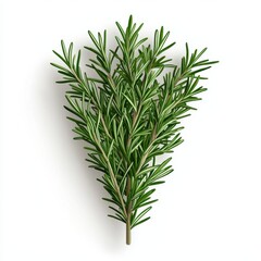 Fototapeta premium Fresh rosemary sprig on a clean white background for culinary use.