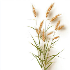 Fototapeta premium Golden grass blades standing tall against a white background.