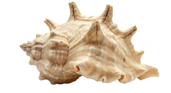 Isolated Transparent Beige Murex Seashell with Stripes and Texture