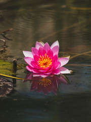 beautiful lotus flower in the forest