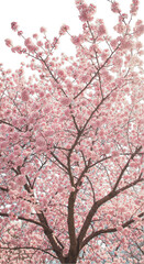 Fototapeta premium Illustration of Pink Cherry Blossoms on Tree Branch with Transparent Background