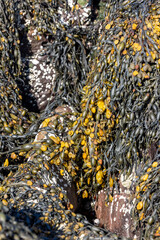 Macro View of Yellow-Green Seaweed Draped Over Barnacle-Covered Rocks – Textural Coastal Scene...