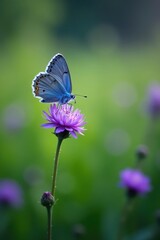 Obraz premium A lone blue butterfly delicately rests on a vibrant purple blossom in a field of green grass , grass, flower, nature
