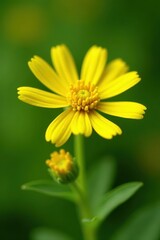 Obraz premium Close-up vibrant yellow tansy blossoms, medicinal herb, summer, closeup shot