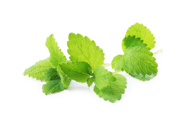 Fresh green lemon balm leaves isolated on white
