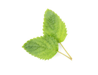 Fresh green lemon balm leaves isolated on white, top view