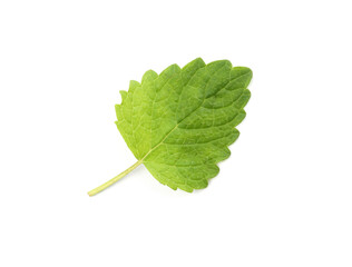 One fresh lemon balm leaf isolated on white