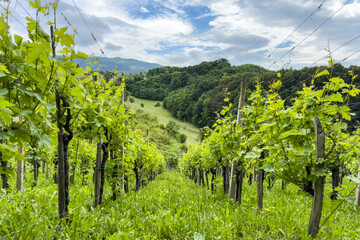 rows of lush green vines in a vineyard against a backdrop of dense mountain forest. mountain vineyard in Slovenia in