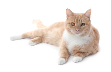 Fototapeta premium Adorable ginger cat on white background. Cute animal
